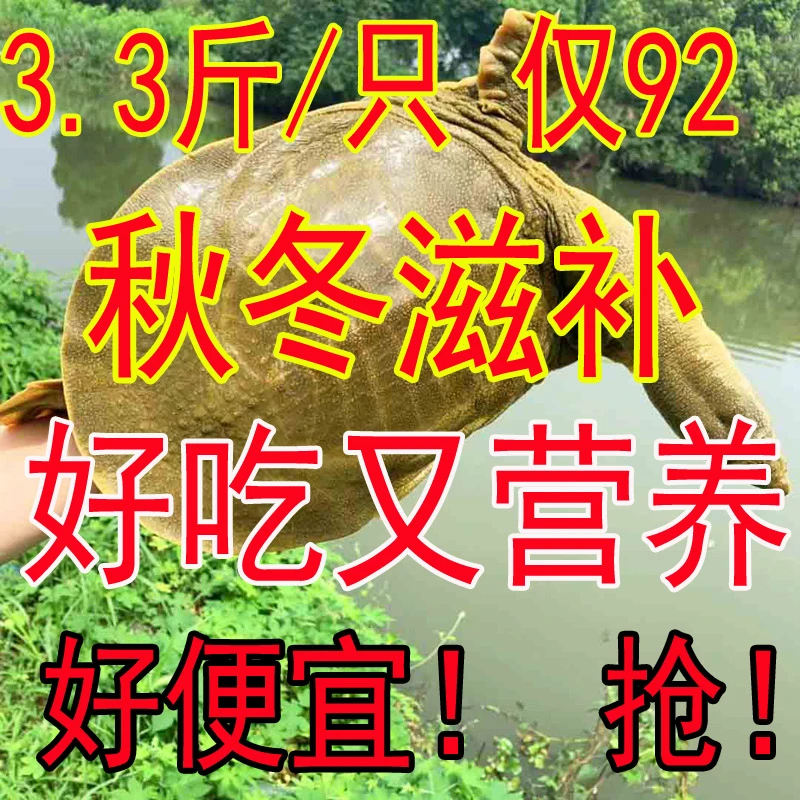 【秋冬滋补】【好吃又营养】 3.3斤1只 青黄色 公甲鱼鲜活发货 包活