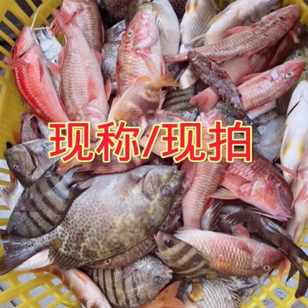 广西北海北部湾杂鱼直播间选品在下单