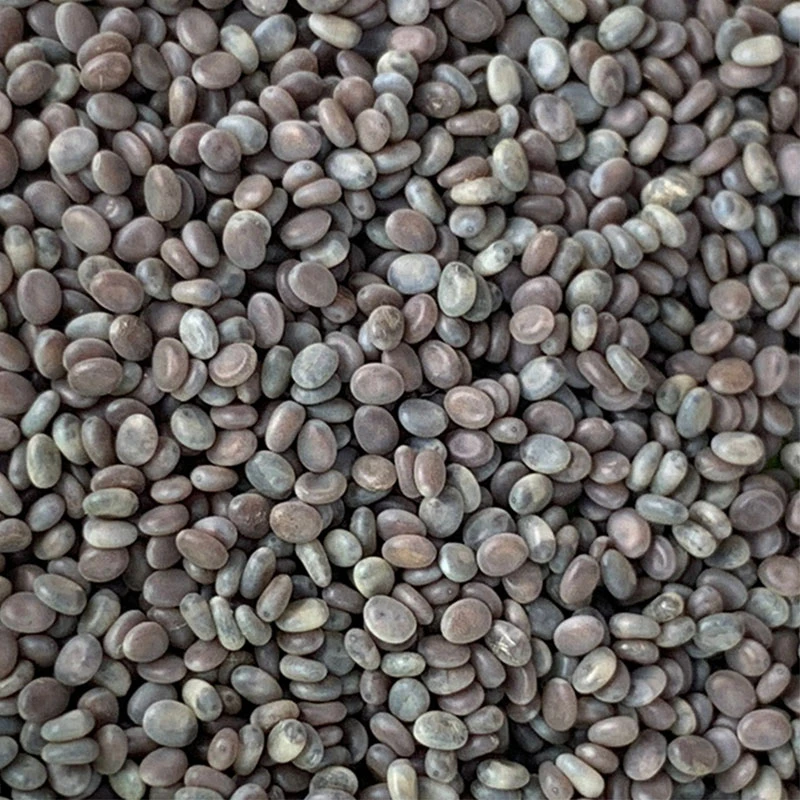 蚕卵春蚕蚕种学生养蚕科普结白色蚕茧嫩桑叶蚕卵孵化率高蚕卵