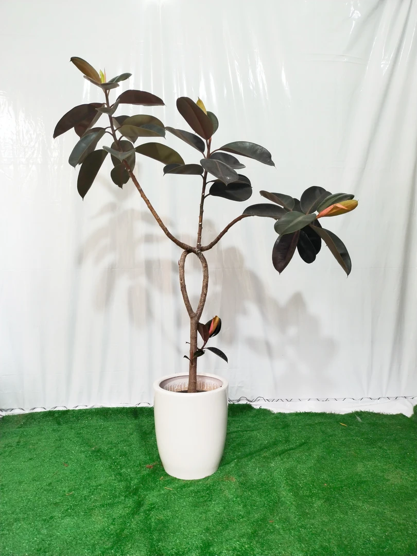 造型橡皮树黑金刚盆栽大型室内客厅办公室植物好养北欧风网红绿植