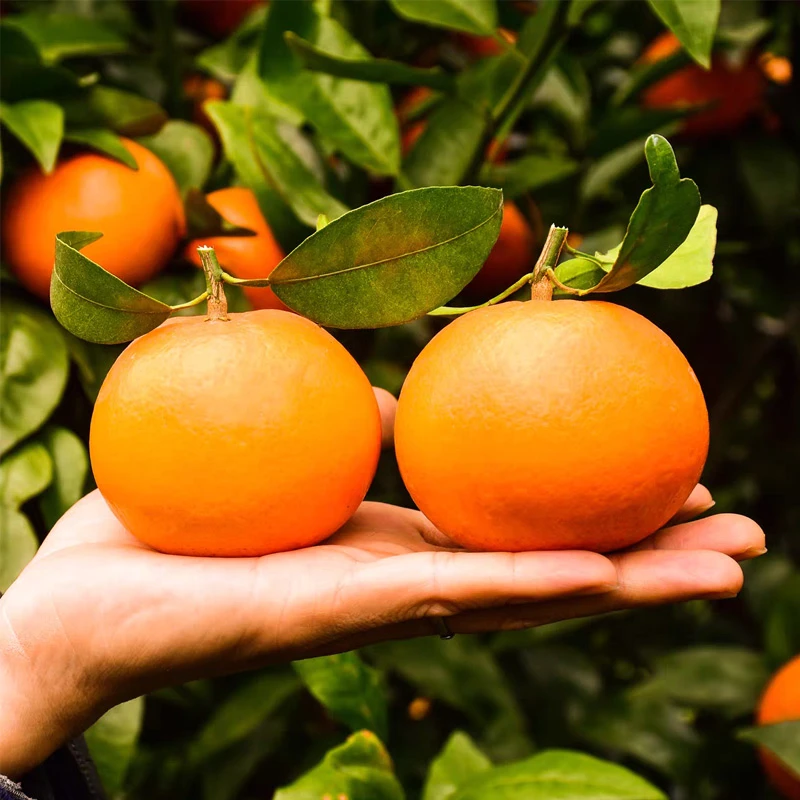 【胡鲜森】广西武鸣沃柑5斤/8斤  单果60-80mm