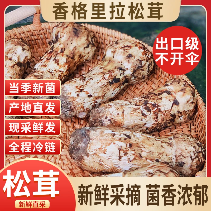 香格里拉新鲜松茸顺丰空运冷链包邮