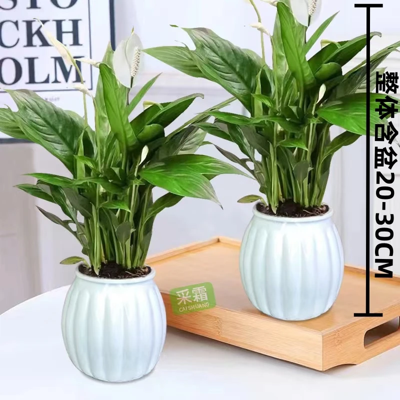 白掌【拍一发二】水培植物一帆风顺盆栽办公室花卉植物绿萝鲜花