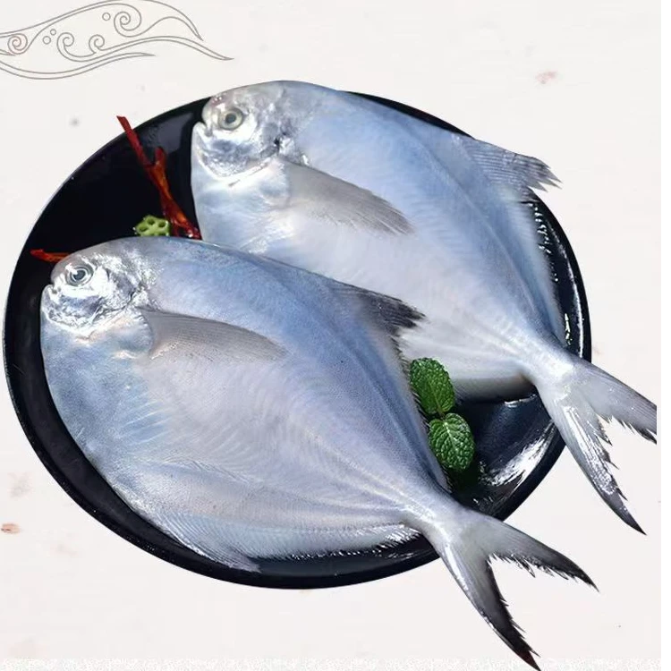 硕丰汇日照海鲜 银鲳鱼/平鱼/白鲳鱼/码头急冻【无冰发净重五斤】