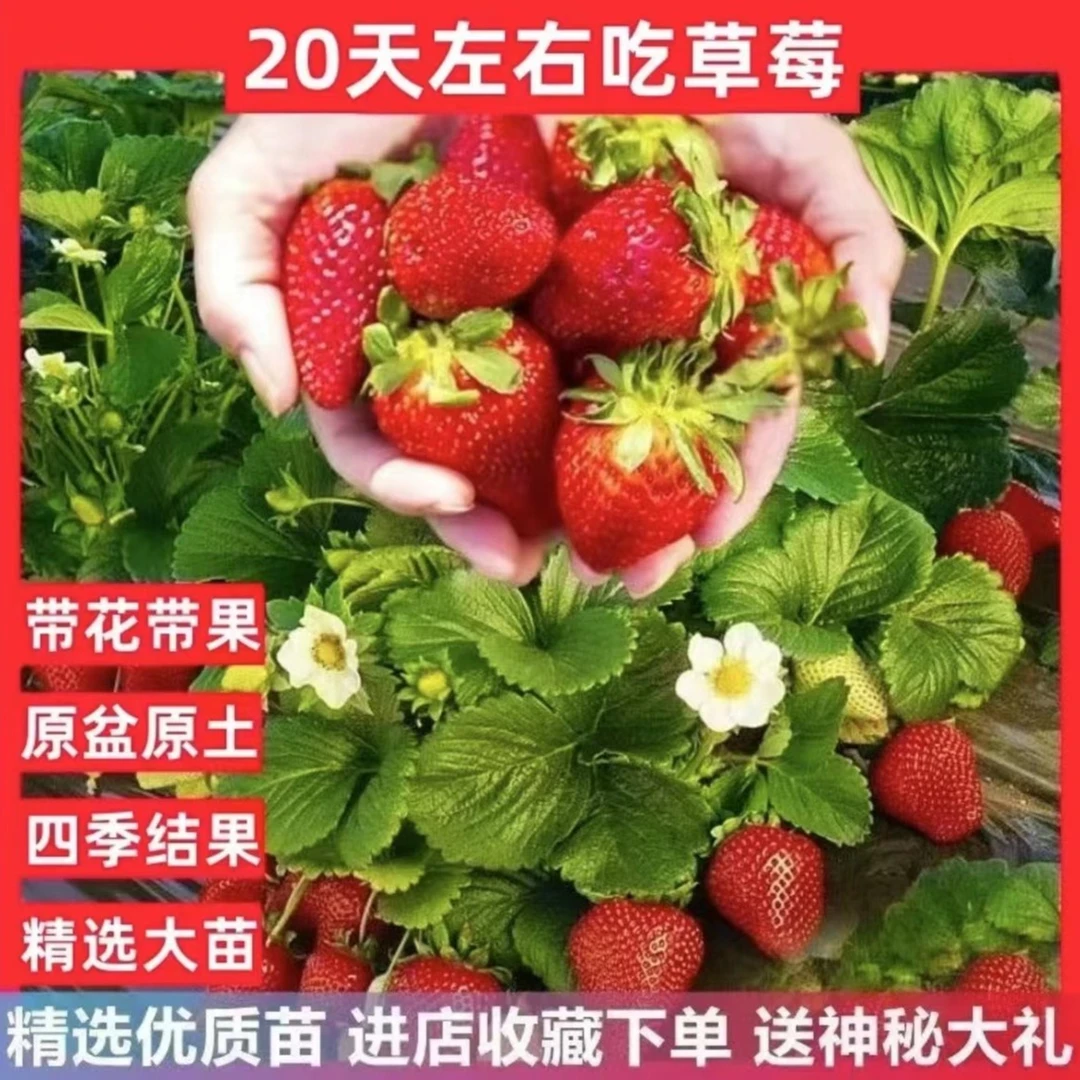 【精选带花带果】盆栽草莓苗阳台盆栽带盆带土新手南北方四季种植