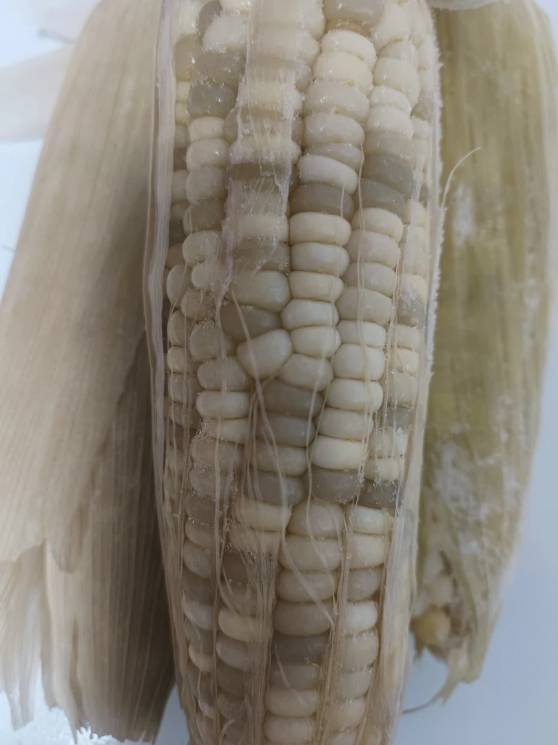 大连陆地速冻粘甜玉米