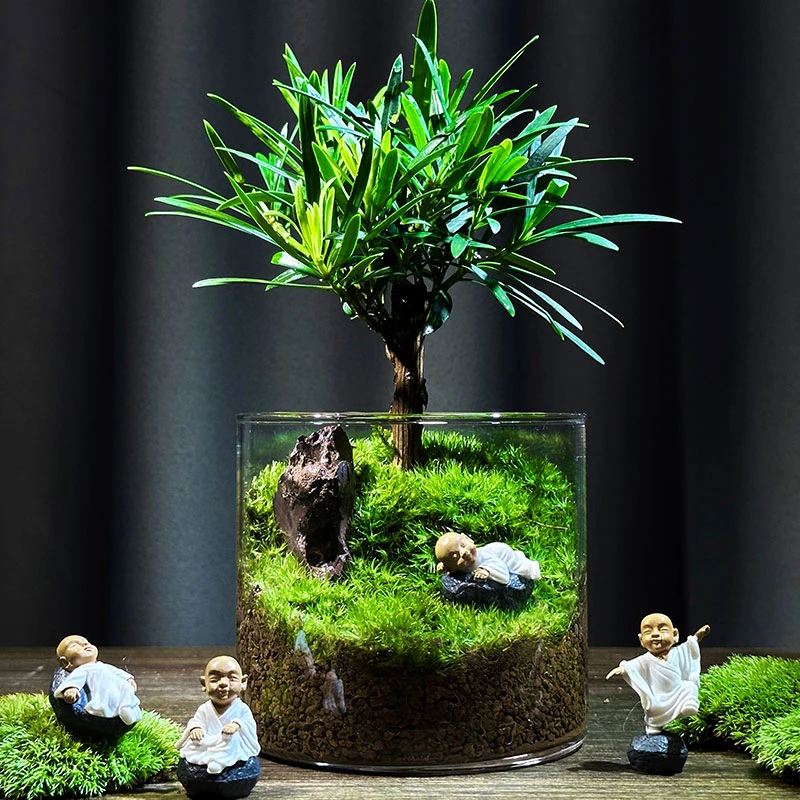 植道好物【罗汉小树】桌面苔藓微景观创意绿植办公室盆景盆栽摆件