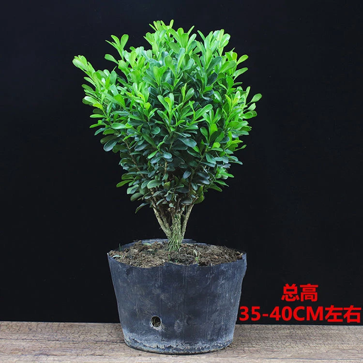 黄杨盆景耐寒办公室内盆栽四季常青好养客厅生长庭院树苗桌面绿植