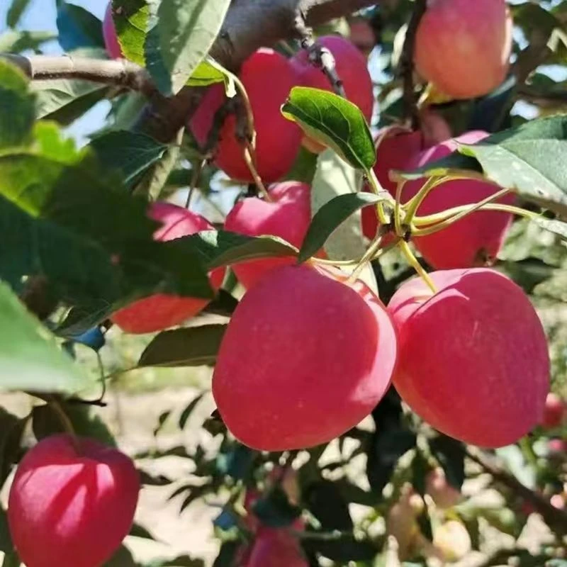 东北鸡心果 现摘现发