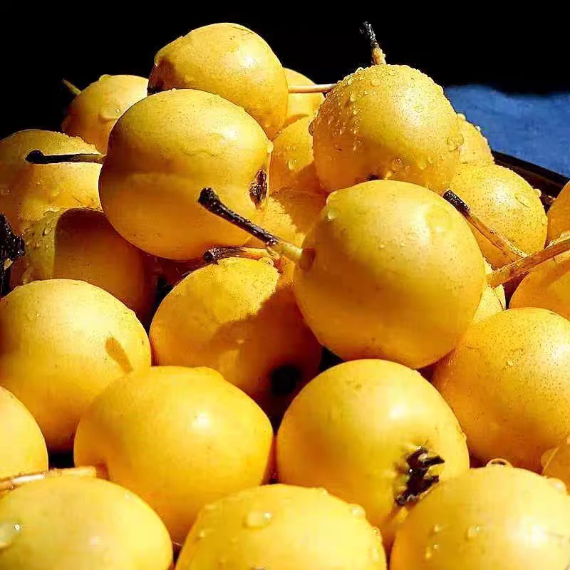 平乡梨  产地直发