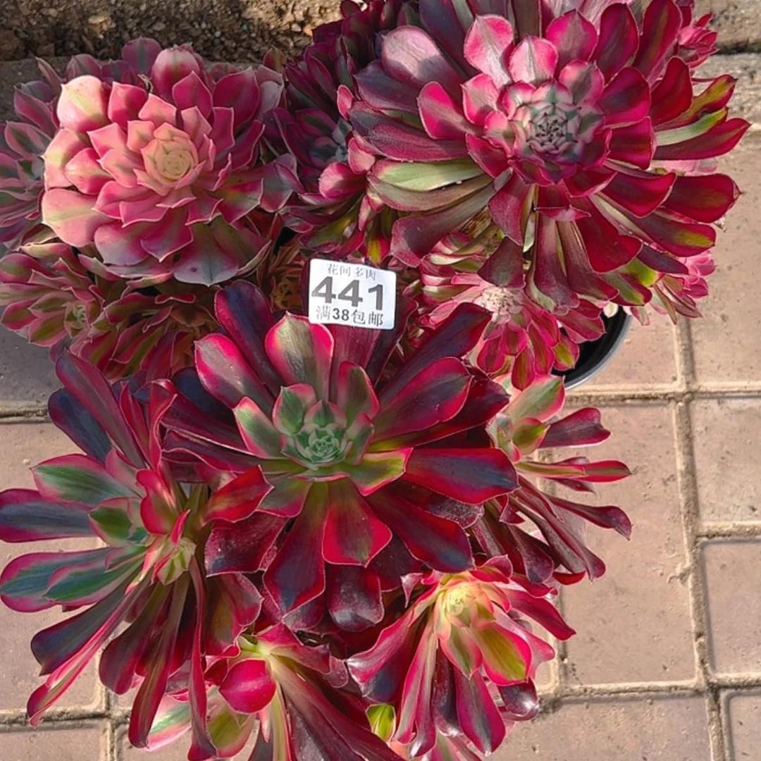 【闪购商品】范*熙441多肉