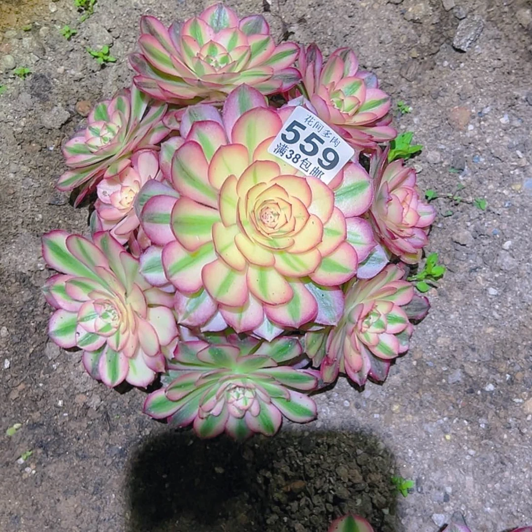 【闪购商品】台**姨559多肉
