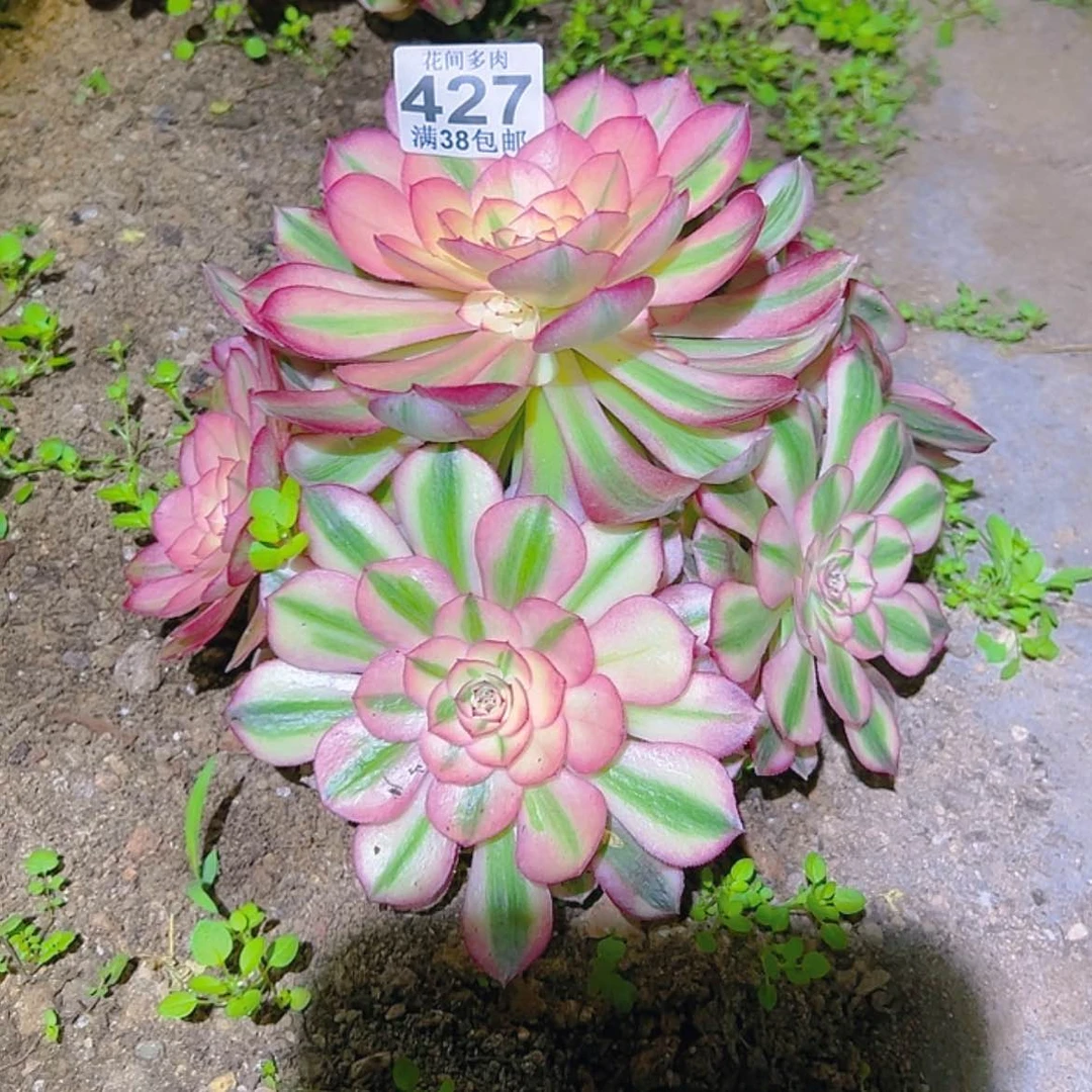 【闪购商品】嗯*427多肉