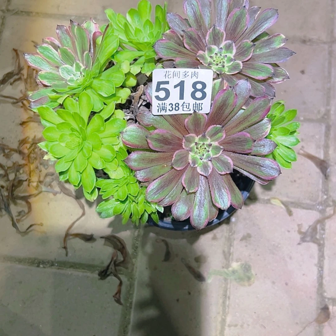 【闪购商品】晓*518多肉