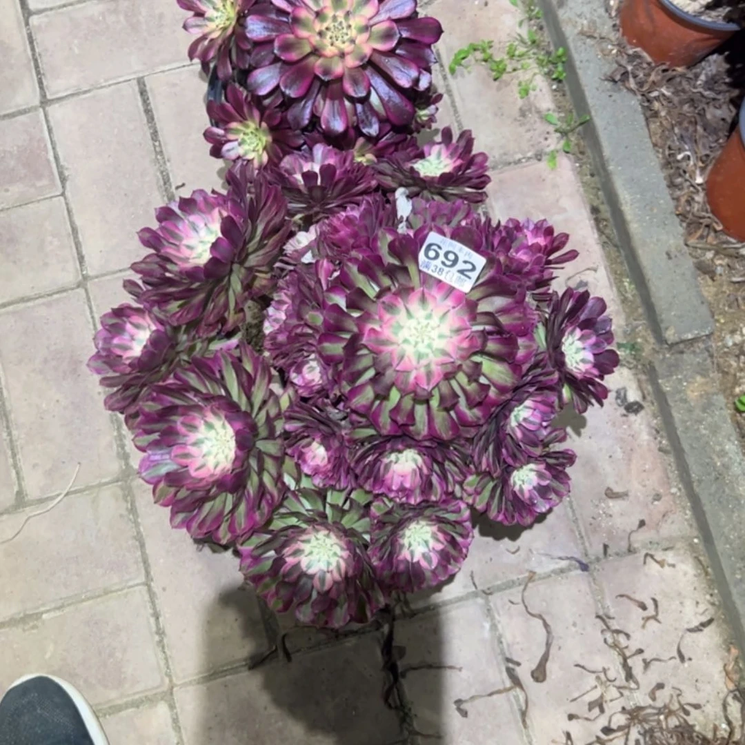 【闪购商品】散**狐692多肉