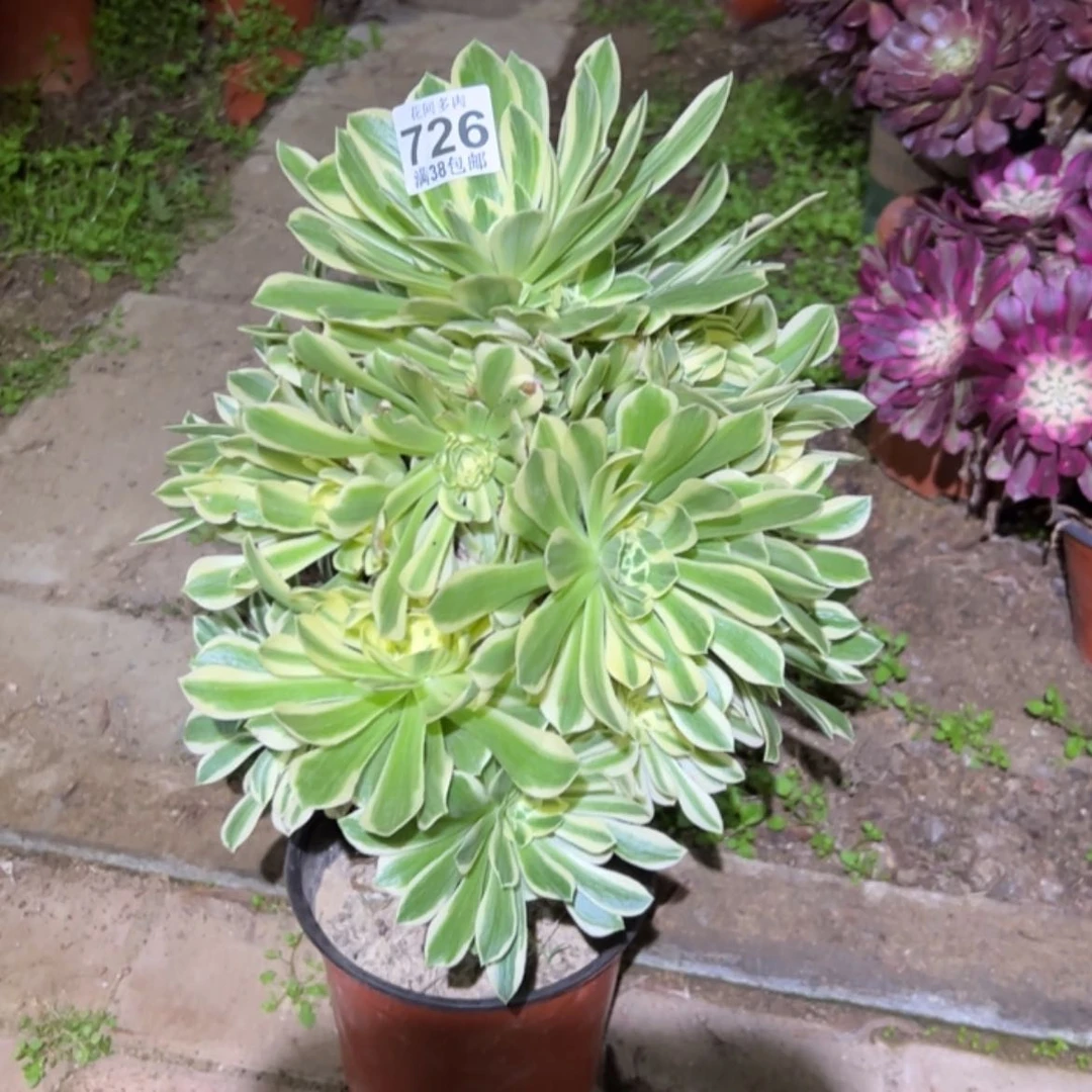【闪购商品】用****6726多肉