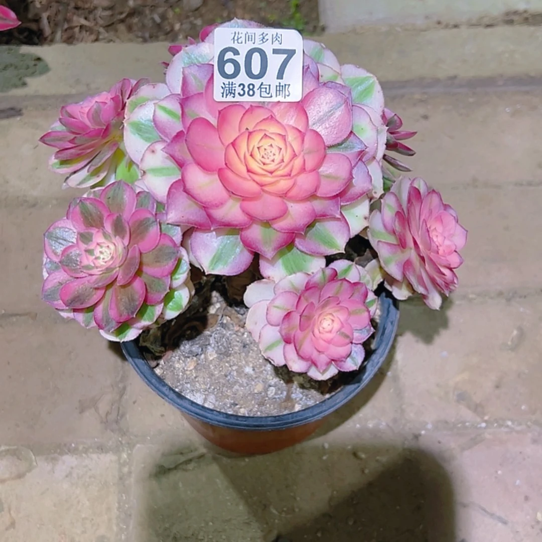 【闪购商品】玲****景607多肉