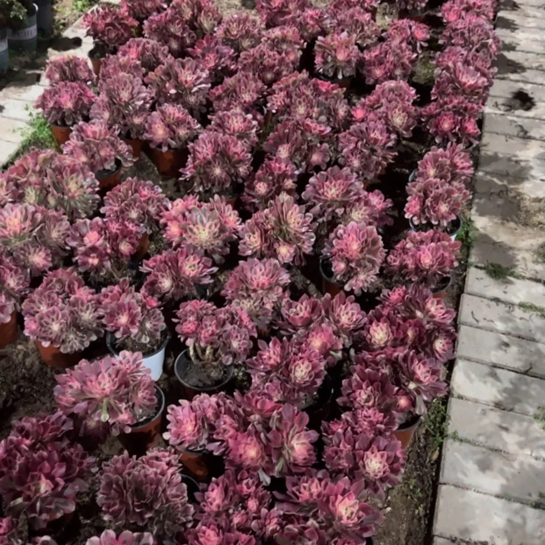 【闪购商品】箱拍八个品种送砍头多肉