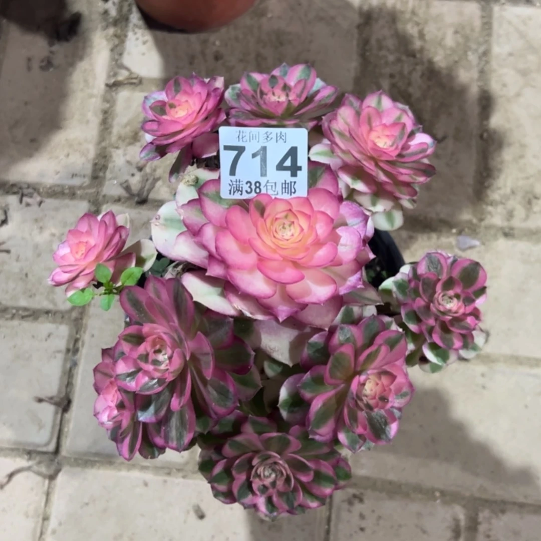 【闪购商品】?****714多肉