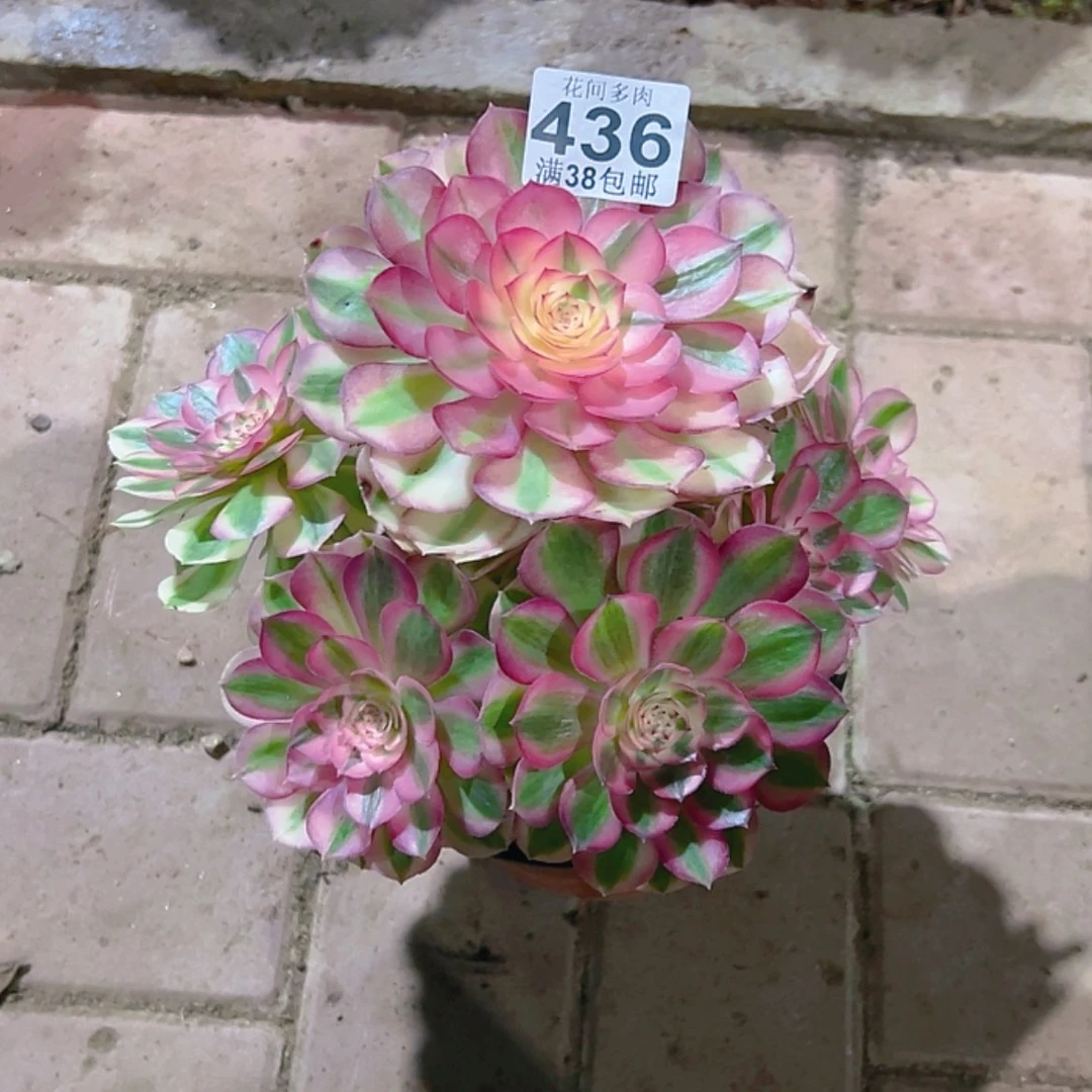【闪购商品】436多肉