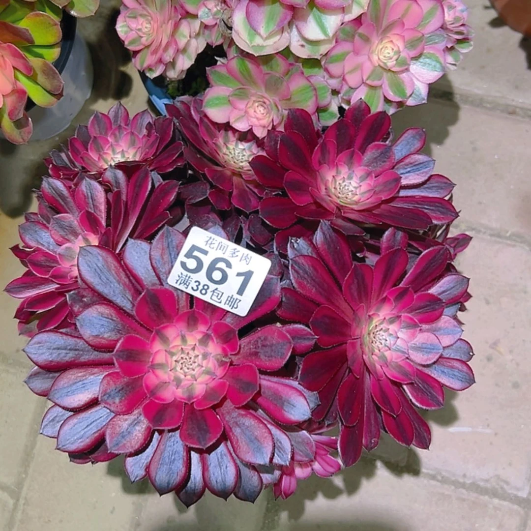 【闪购商品】台**姨561多肉