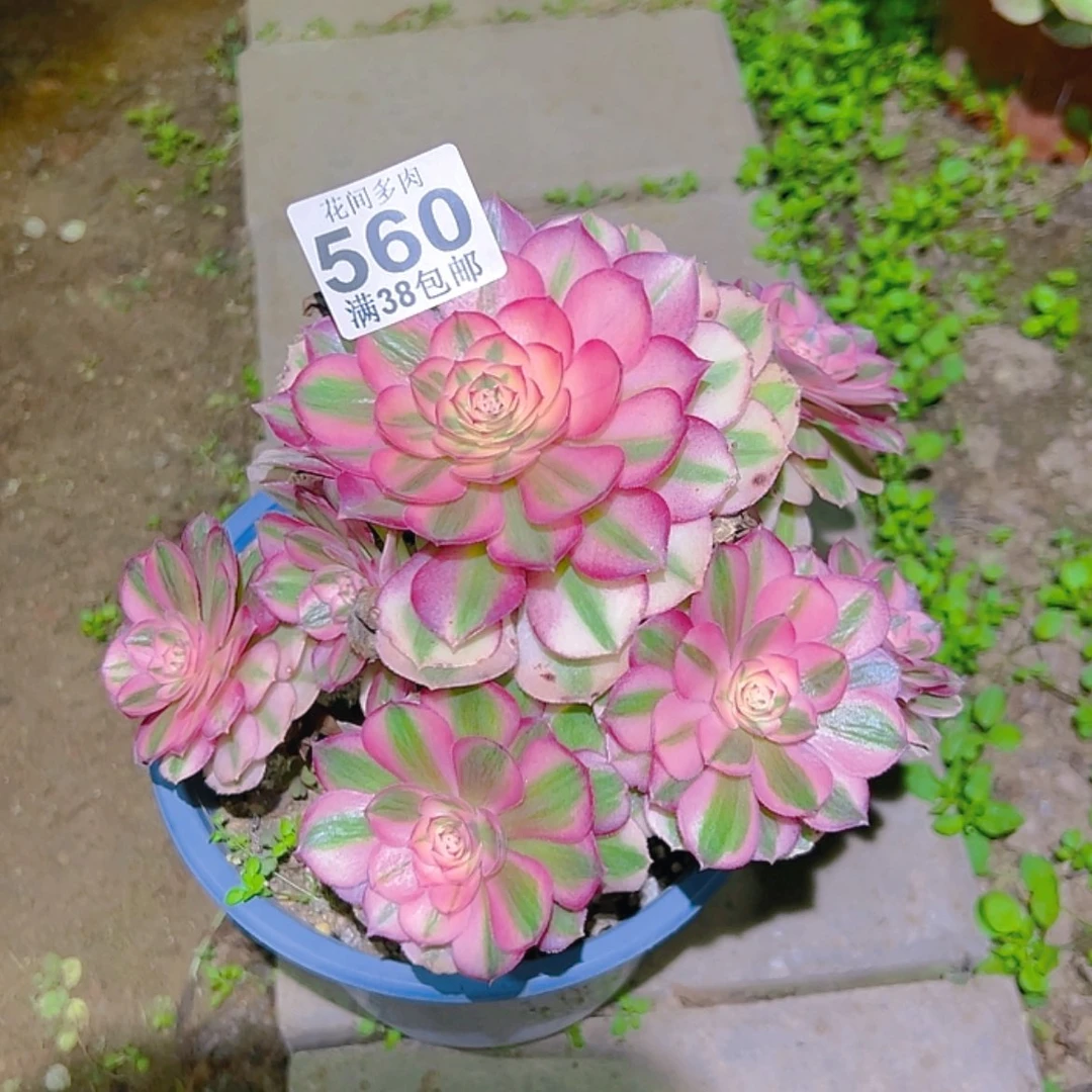 【闪购商品】台**姨560多肉
