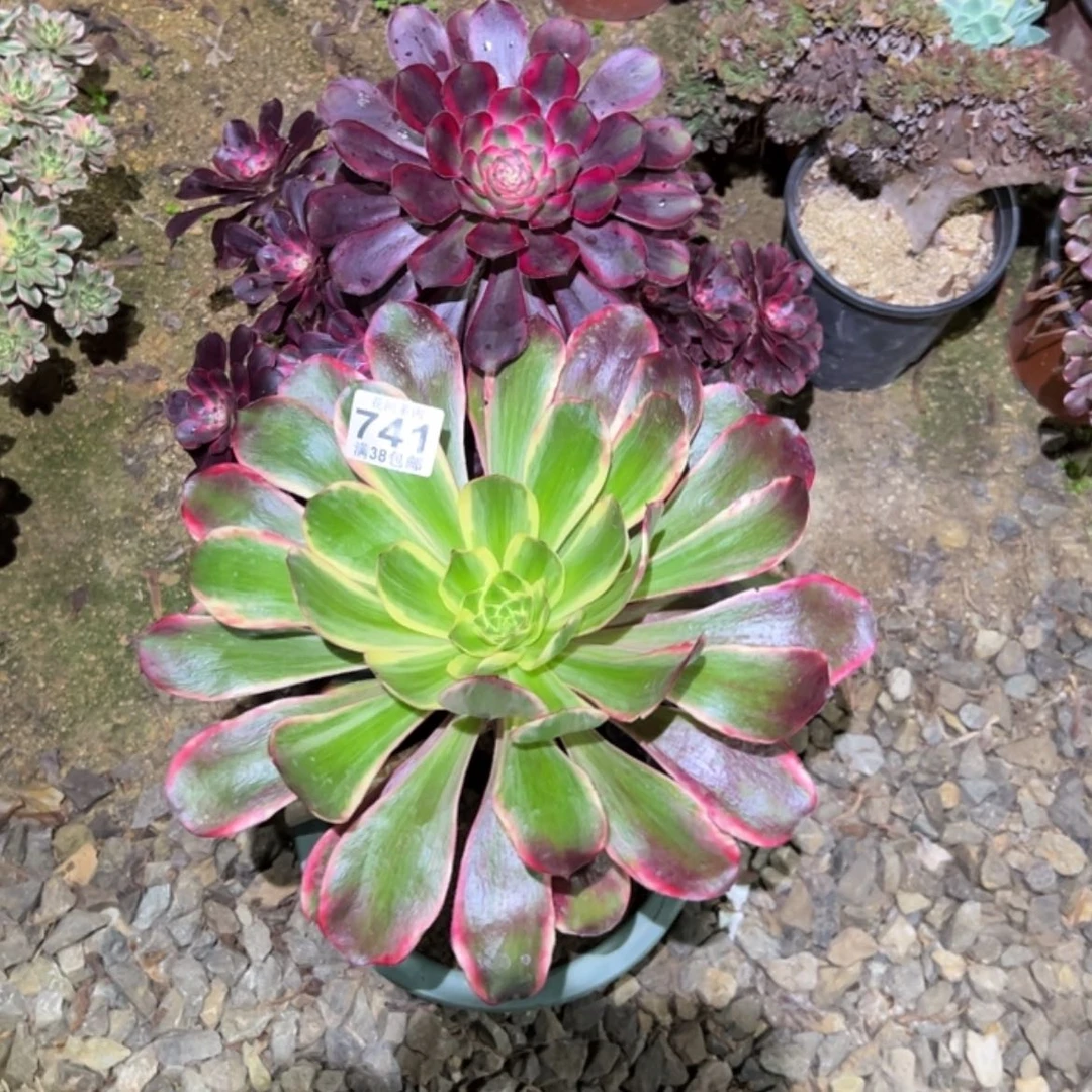 【闪购商品】淡*741多肉