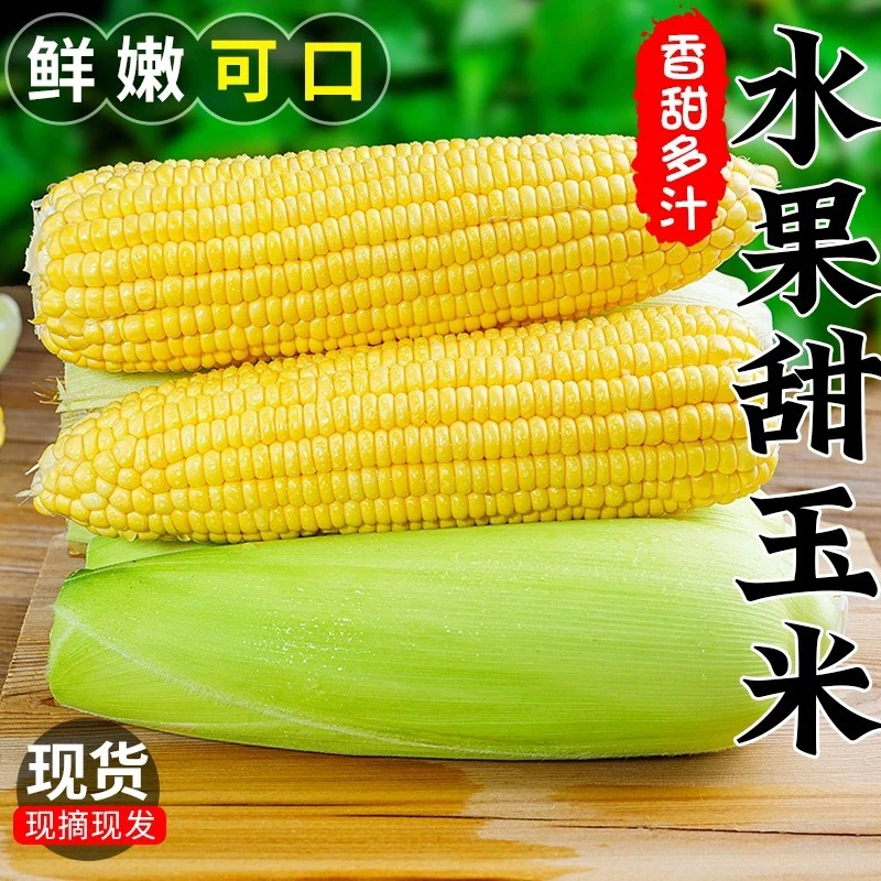 云南新鲜可生吃甜脆水果玉米现砍当季3--10斤