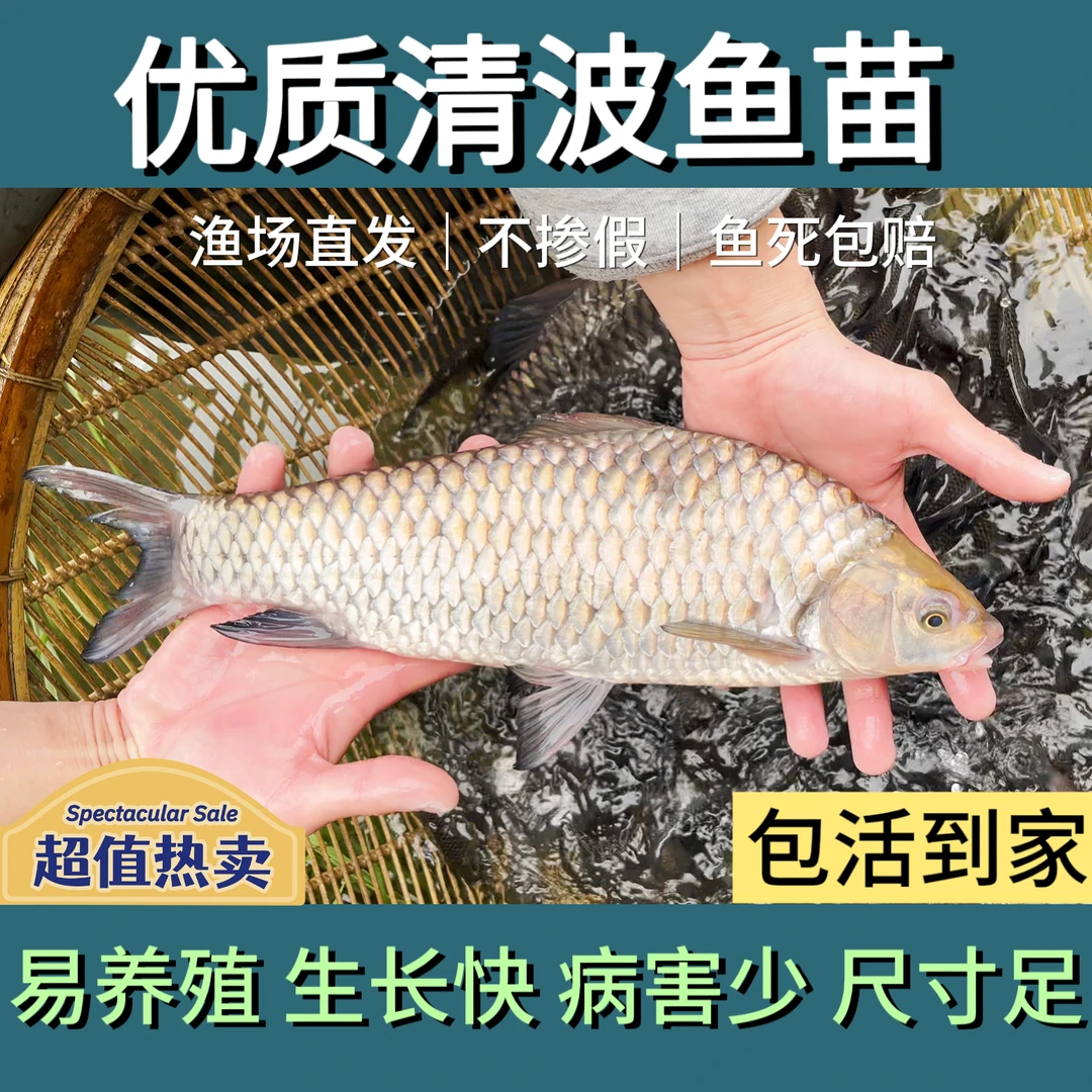 【清波鱼】四川清波淡水鱼养殖 名贵鱼 渔场直发发货养鱼包赔发货