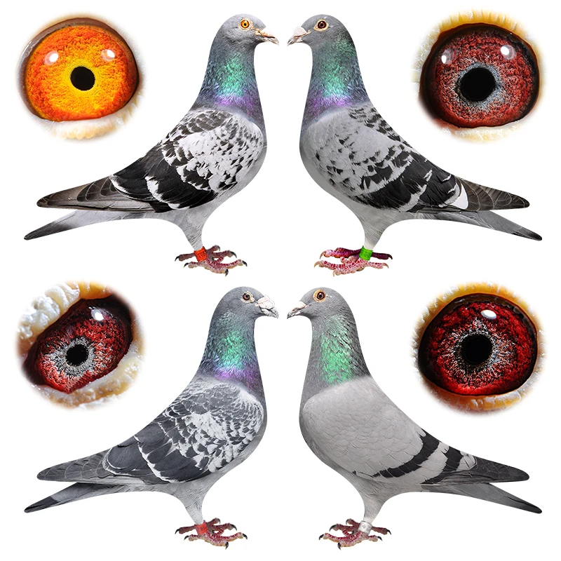 信鸽赛绩鸽欧洲原环种鸽质量好品质高