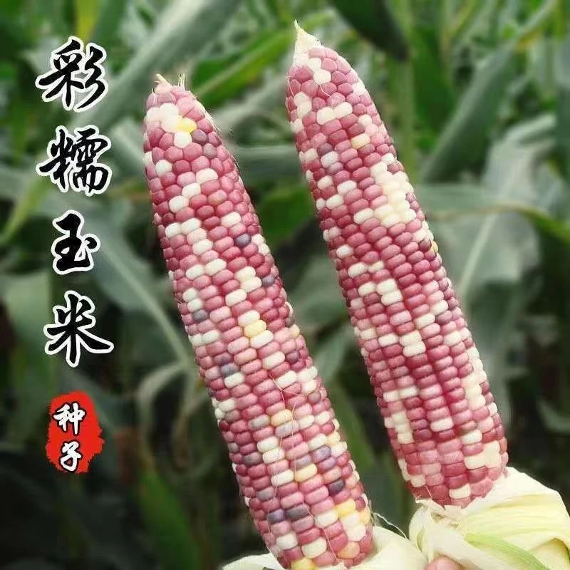 糯玉米种子小香糯玉米黏玉米种籽大全春季非转基因春彩粘苞米种孑