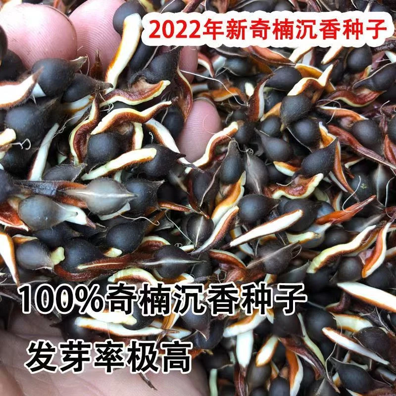 奇楠沉香树苗沉香种仔奇楠沉香种子名贵树种白奇楠绿奇楠发芽率高