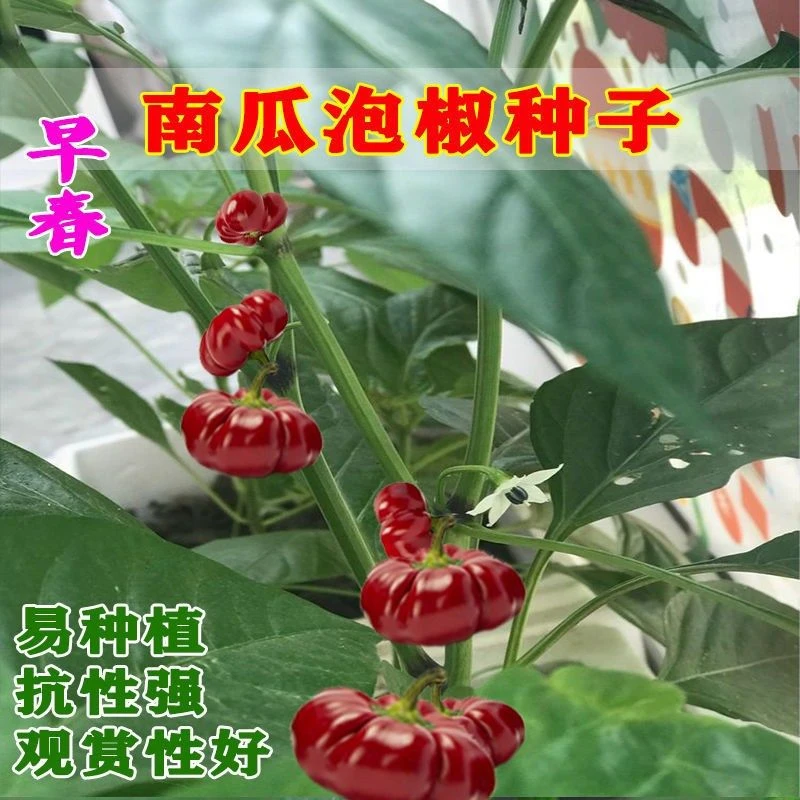 南瓜泡椒早熟辣椒四季辣椒蔬菜易种赏型甜椒种子