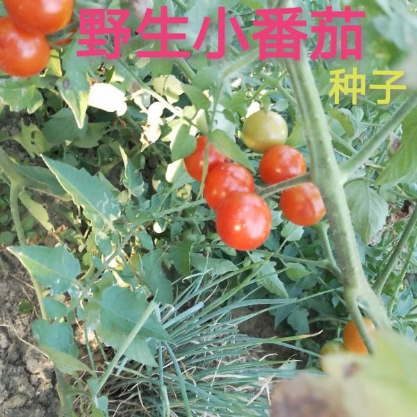 贵州野生小番茄种子容易发芽小西红柿酸汤原料毛辣果半野生小柿子