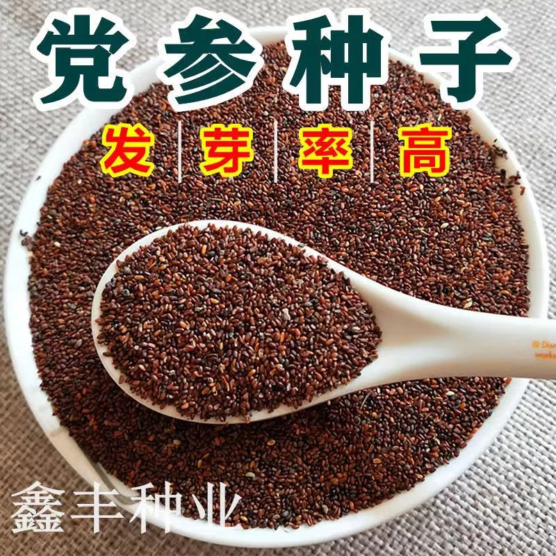 新产党参种子优质党参种籽岷县中药材党参籽党参种子纯新党参