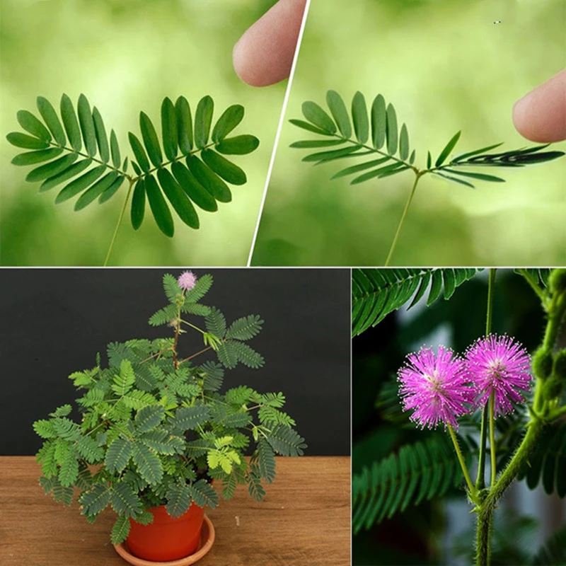 含羞草种子盆栽植物室内儿童趣味绿植小盆栽办公室害羞草奇趣植物
