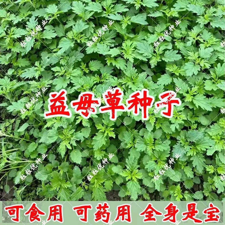 食用益母草种子中药益母篙种籽补血养颜益母草坤草菜沙青麻菜野菜