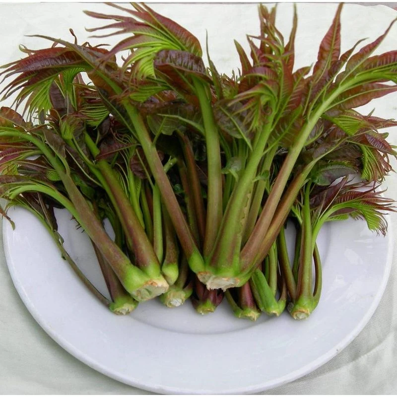 香椿种子红油香椿芽种子芽苗菜种子香椿苗种子纸上种菜育苗盘包邮