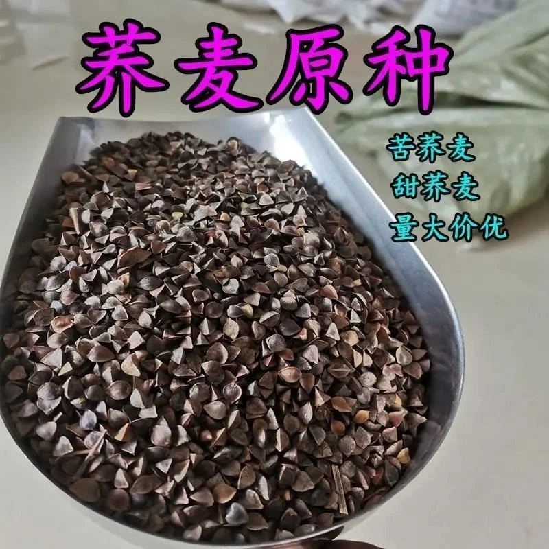优质甜荞麦种子 苦荞麦种子易种易活发芽率高芽苗菜高产荞麦种子