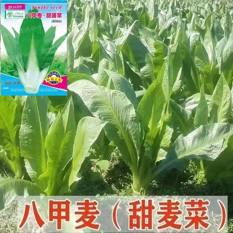八甲唛甜麦菜种子广东油麦菜籽苦麦菜高产四季种麦菜蔬菜种子大全