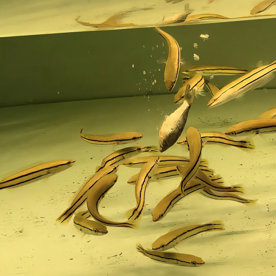 铅笔多曼 黑魔神雷龙大铅笔发货活体养殖饲养