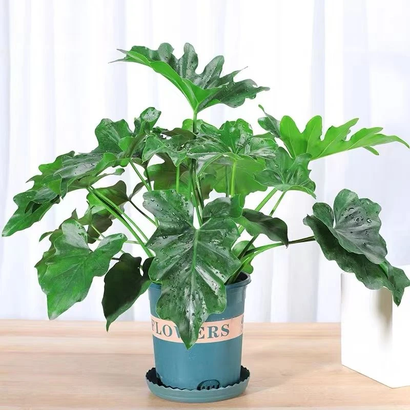 大叶春羽大盆栽老桩绿植室内客厅办公室盆景净化空气好养四季常绿