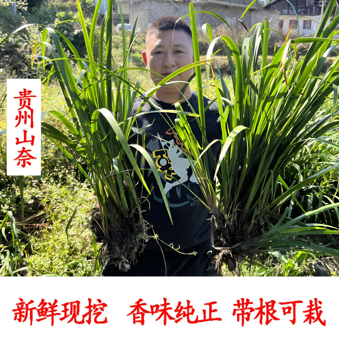 【新鲜山奈带根可栽】五香草山奈贵州特产随手香鸡骨香去腥五香大料