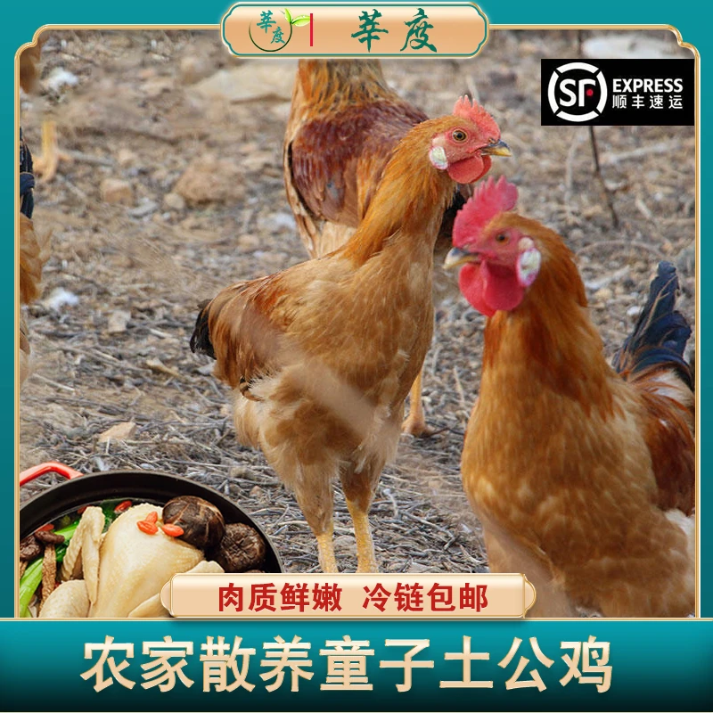 农家散养小公鸡土鸡溜达鸡 鲜杀新鲜鸡肉 顺丰冷链 约700g*5只装