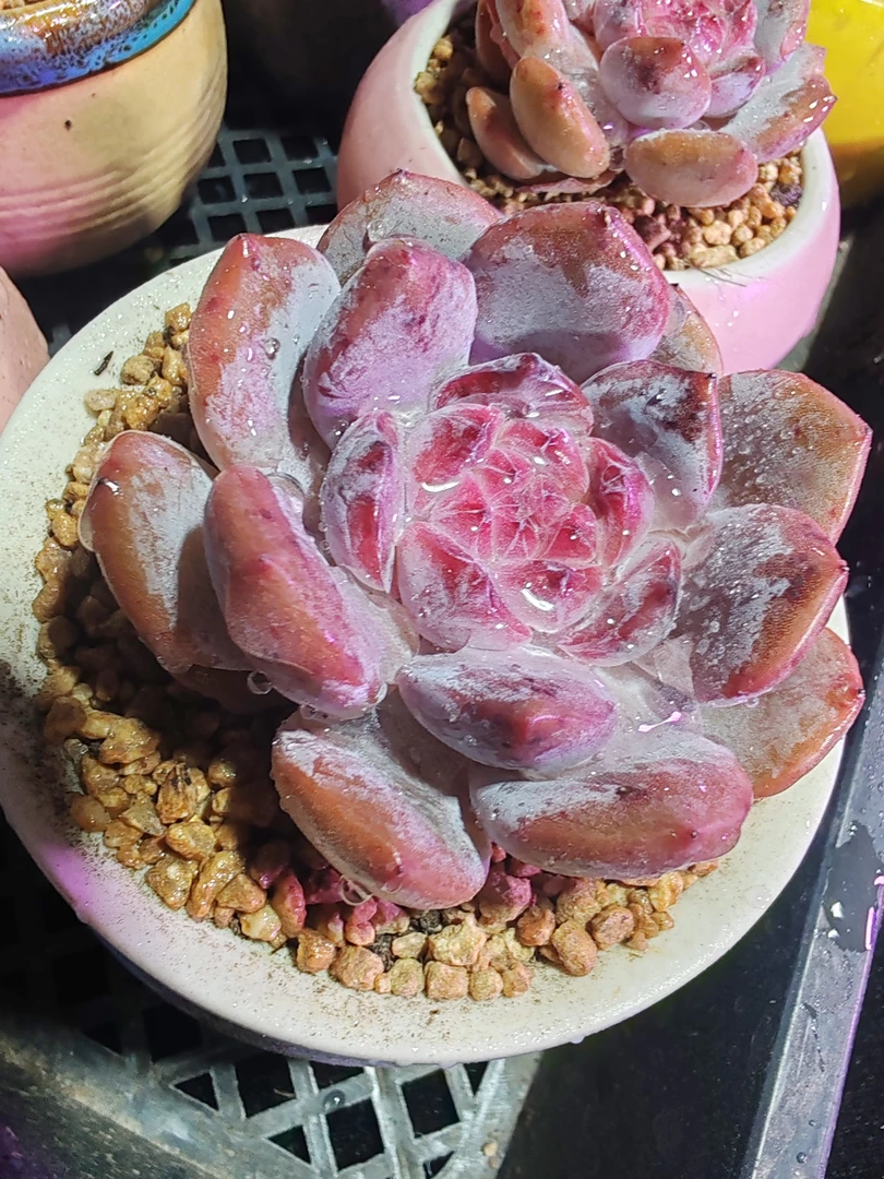 全状态滴血糖心橙（满18米包邮）