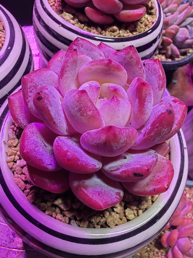 正版全状态韩橙，中号