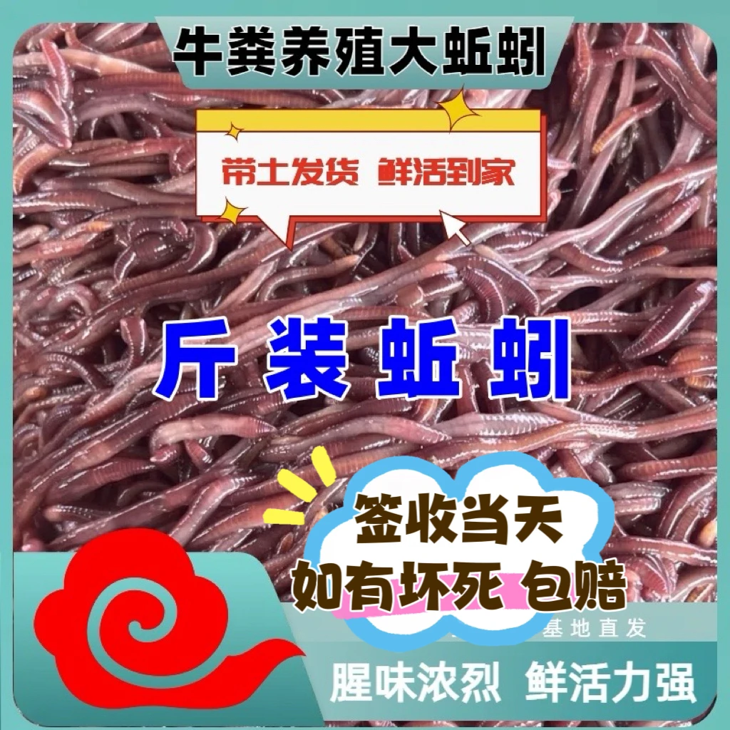 《冬季专属》蚯蚓鲜活牛粪蚯蚓鲤鱼饵鱼食饵料鲜活红虫垂钓鲫鱼饵