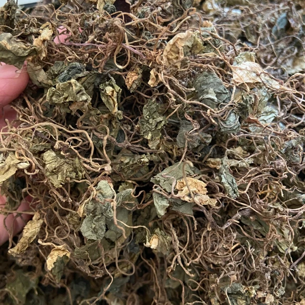 【青】天葵  细叶 青天可搭枸杞葵