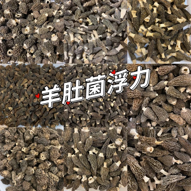 【羊肚菌】（巴）羊肚菌 薄身