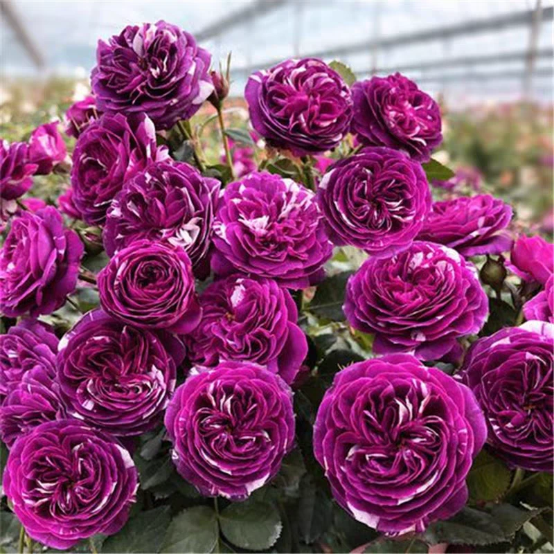 (高杆芬芳宝石)树桩树状形月季花棒棒糖大花多头四季庭院地栽阳台